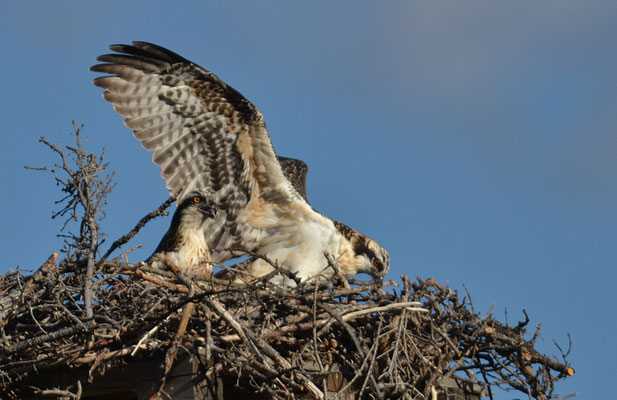 FISCHADLER, OSPREY, PANDION HALIAETUS