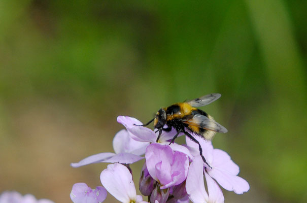 HUMMEL-WALDSCHWEBFLIEGE, VOLUCELLA BOMBYLANS