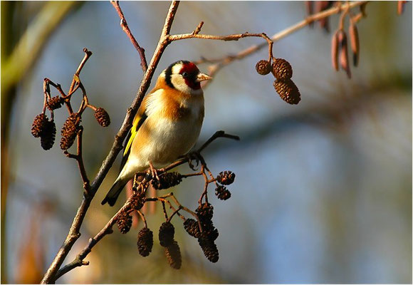 STIEGLITZ, GOLDFINCH, CARDUELIS CARDUELIS