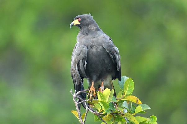SCHNECKENWEIH, SNAIL KITE, ROSTRHAMUS SOCIABILIS