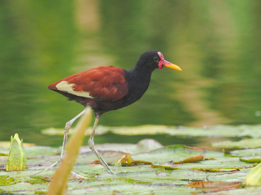 Rotstirn-Blatthühnchen, Wattled Jacana - Jacana jacana