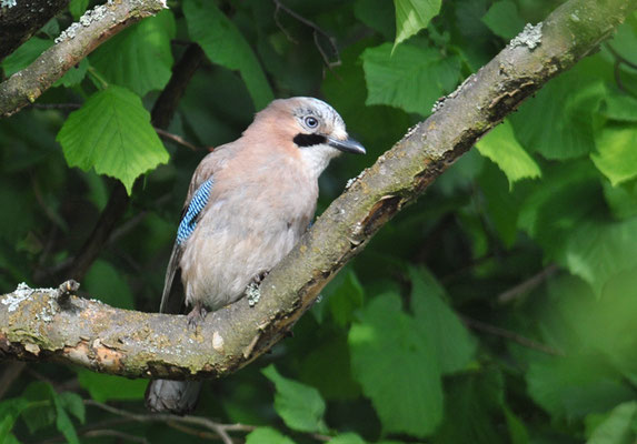 EICHELHÄHER, JAY, GARRULUS GLANDARIUS