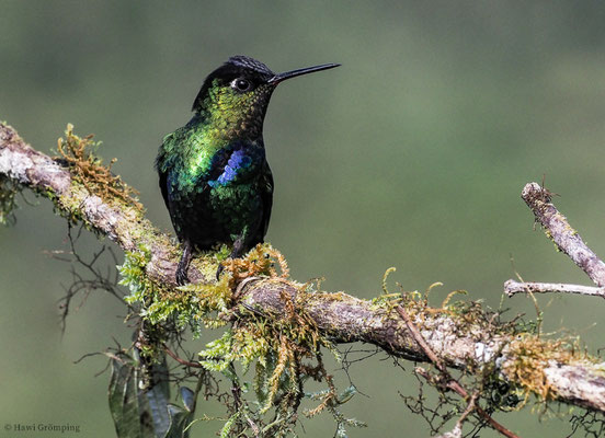 FEUERKEHLKOLIBRI, FIERY-THROATED HUMMINGBIRD, PANTERPE INSIGNIS