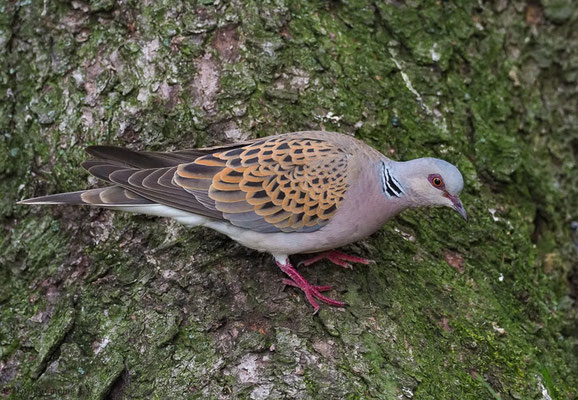 TURTELTAUBE, TURTLE DOVE, STREPTOPELIA TURTUR