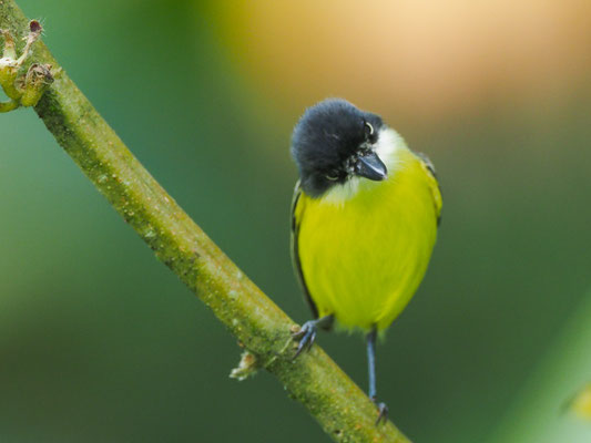 GELBBAUCH-SPATELTYRANN, COMMON TODY-FLYCATCHER - TODIROSTRUM CINEREUM