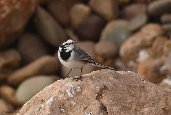 MAROKKANISCHE BACHSTELZE, WHITE WAGTAIL, MOTACILLA ALBA SUBPERSONATA