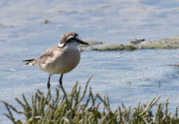 HIRTENREGENPFEIFER, KITTLITZ´S PLOVER, CHARADRIUS PECUARIUS