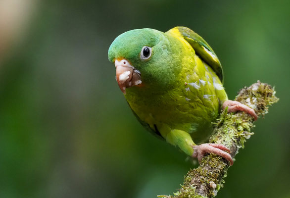 TOVISITTICH, ORANGE-CHINNED PARAKEET, BROTOGERIS JUGULARIS