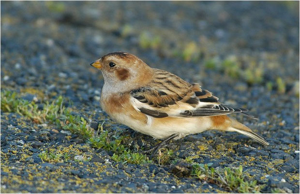 SCHNEEAMMER, SNOW BUNTING, PLECTROPHENAX NIVALIS