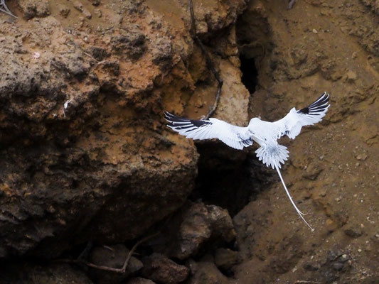 Rotschnabel-Tropikvogel, Red-billed Tropicbird - phaeton aethereus