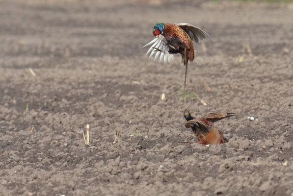 FASAN, COMMON PHEASANT, PHASIANUS COLCHICUS