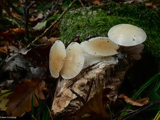 Beringter Schleimrübling - Oudemansiella mucida