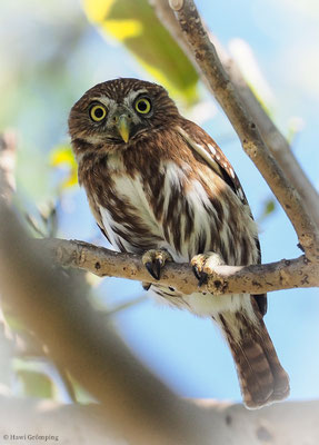 BRASILZWERGKAUZ (BRASILSPERLINGSKAUZ), FERRUGINOUS PYGMY-OWL, GLAUCIDIUM BRASILIANUM