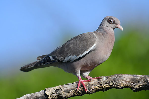 NACKTAUGENTAUBE, BARE-EYED PIGEON, PATAGIOENAS CORENSIS 