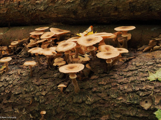 Dunkler Hallimasch - Armillaria ostoyae