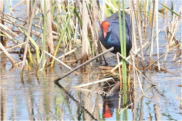 PURPURHUHN, PURPLE SWAMPHEN, PORPHYRIO PORPHYRIO