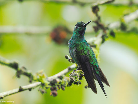 GRÜNSCHEITELBRILLANT, GREEN-CROWNED BRILLANT - HELIODOXA JACULA