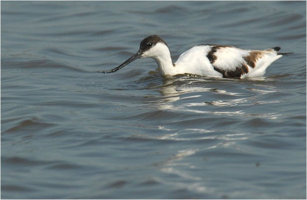 SÄBELSCHNÄBLER, AVOCET, RECURVIROSTRA AVOSETTA