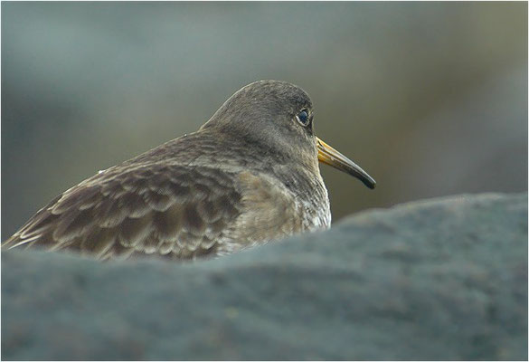 MEERSTRANDLÄUFER, PURPLE SANDPIPER, CALIDRIS MARITIMA