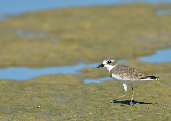 WÜSTENREGENPFEIFER, GREATER SAND PLOVER, CHARADRIUS LESCHENAULTII