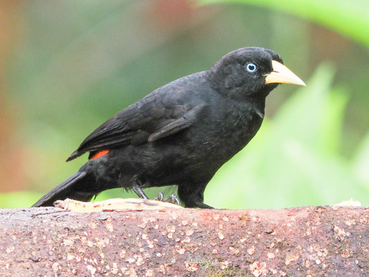 Scharlachbürzelkassike, scarlet-rumped cacique - cacicus uropygialis