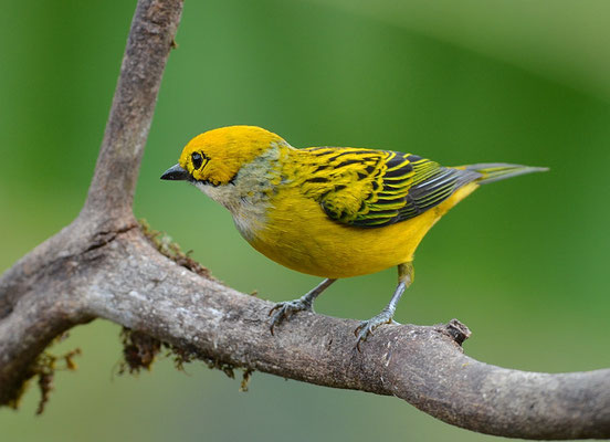 SILBERKEHLTANGARE, SILVER-THROATED TANAGER, TANGARA ICTEROCEPHALA