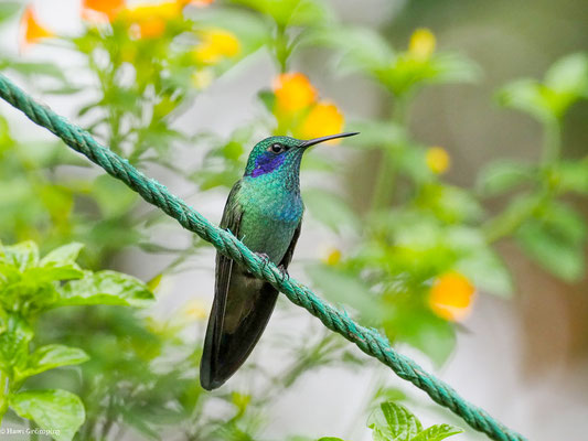 GROSSER VEILCHENOHRKOLIBRI, SPARKLING VIOLETEAR  -C OLIBRI CORUSCAN
