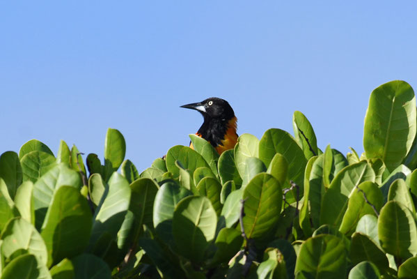 WEISSFLÜGELTRUPIAL, TROUPIAL, ICTERUS ICTERUS