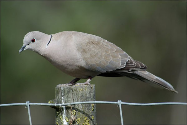 RINGELTAUBE, WOOD PIGEON,  COLUMBA PALUMBUS