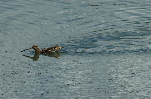 BEKASSINE, COMMON SNIPE, GALLINAGO GALLINAGO