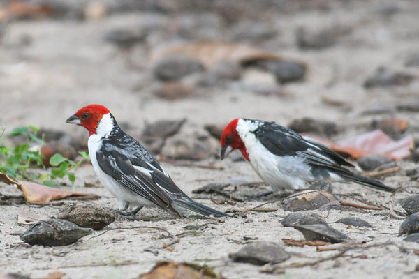 Dominikanerkardinal, Red-capped Cardinal - Paroaria gularis