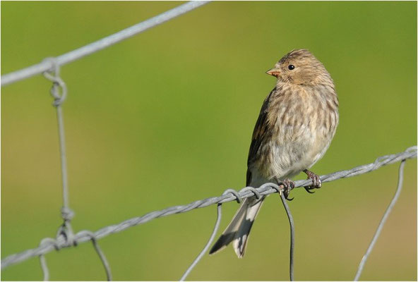 BERGHÄNFLING, TWITE, CARDUELIS FLAVIROSTRIS