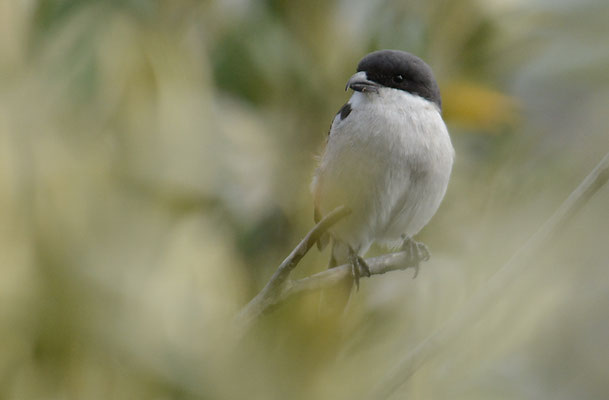FISKALWÜRGER, COMMON FISCAL, LANIUS COLLARIS