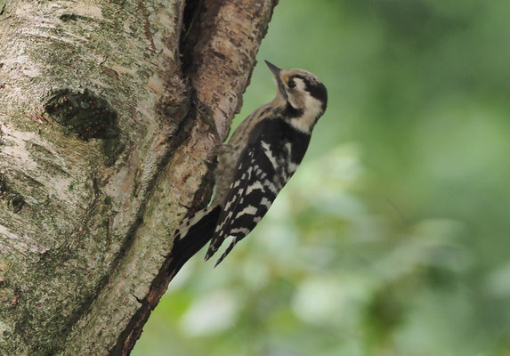 KLEINSPECHT, LESSER SPOTTED WOODPECKER, DENDROCOPOS MINOR