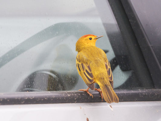 Goldwaldsänger, Yellow warbler - Setophaga petechia