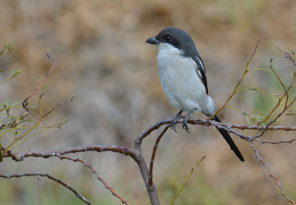 FISKALWÜRGER, COMMON FISCAL, LANIUS COLLARIS