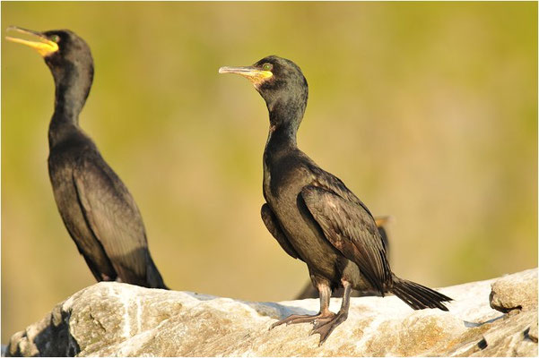KRÄHENSCHARBE, SHAG, PHALACROCORAX ARISTOTELIS