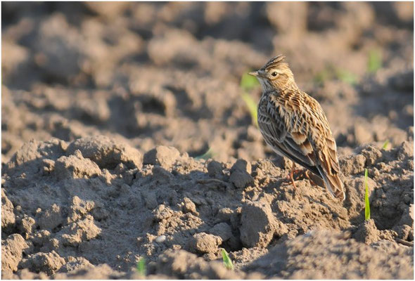 FELDLERCHE, SKYLARK, ALAUDA ARVENSIS