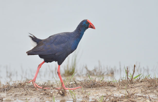 PURPURHUHN, PURPLE SWAMPHEN, PORPHYRIO PORPHYRIO