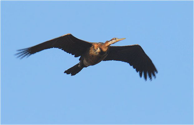 SCHLANGENHALSVOGEL, AFRICAN DARTER, ANHINGA RUFA