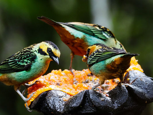 GOLDOHRTANGARE, GOLDEN-EARED TANAGER - TANGARA CHRYSOTIS
