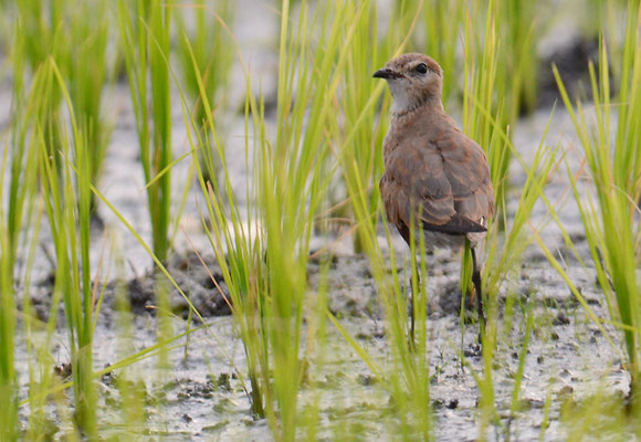 STELZENBRACHSCHWALBE, AUSTRALIAN PRATINCOLE, STILTIA ISABELLA