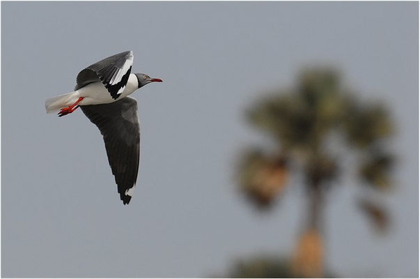 GRAUKOPFMÖWE, GREY-HEADED GULL, LARUS CIRROCEPHALUS