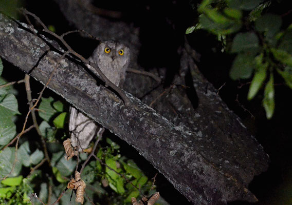 ZWERGOHREULE, SCOPS OWL, OTUS SCOPS