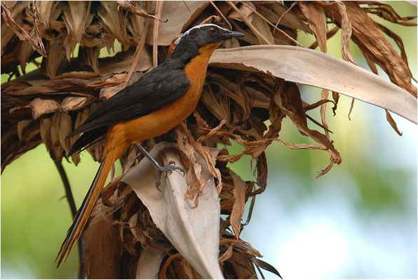 SCHUPPENKOPFRÖTEL, WHITE-CROWNED ROBIN-CHAT, COSSYPHA ALBICAPILLA