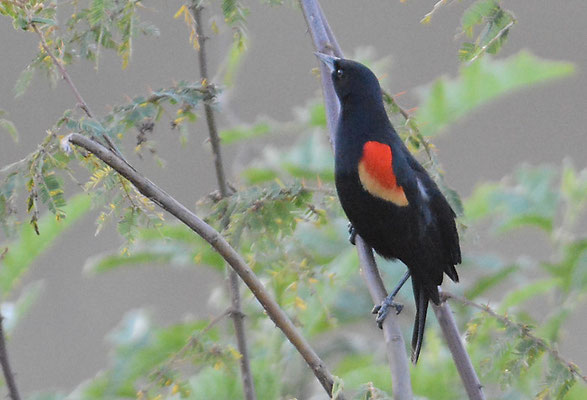 ROTSCHULTERSTÄRLING, RED-WINGED BLACKBIRD, AGELAIUS PHOENICUS 