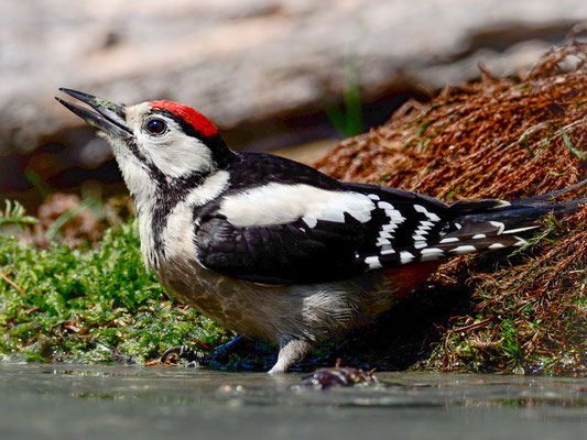 BUNTSPECHT, GREAT SPOTTED WOODPECKER, DENDROCOPOS MAJOR