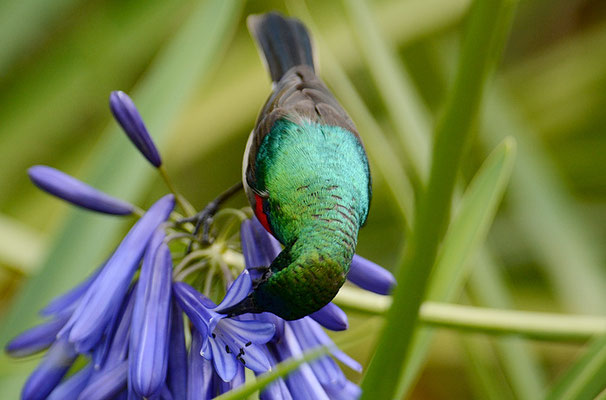 BLAUBANDNEKTARVOGEL, SOUTHERN DOUBLE-COLLARED SUNBIRD, CINNYRIS CHALYBEUS