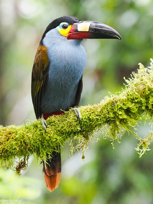 LEISTENSCHNABELTUKAN, PLATE-BILLED MOUNTAIN-TOUCAN - ANDIGENA LAMINIROSTRIS