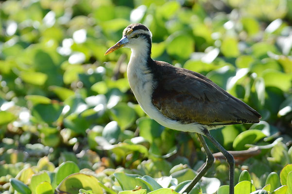 GELBSTIRNBLATTHUHN , NORTHERN JACANA, JACANA SPINOSA